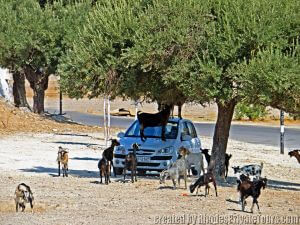 Lindos Goats, Executive tours of Rhodes