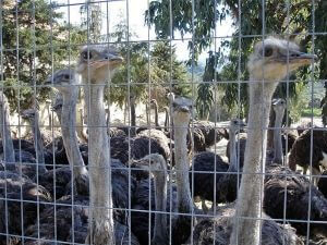 Ostrich Farm, Rhodes Private Tours
