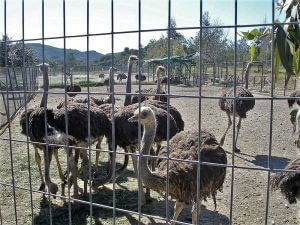 Ostrich Farm, Rhodes Allure Tours
