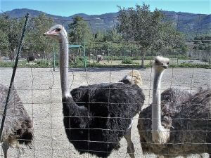 Ostrich Farm, Rhodes Shore Excursions