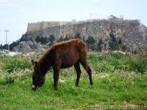 Lindos Donkey, Lindos Taxi Tours