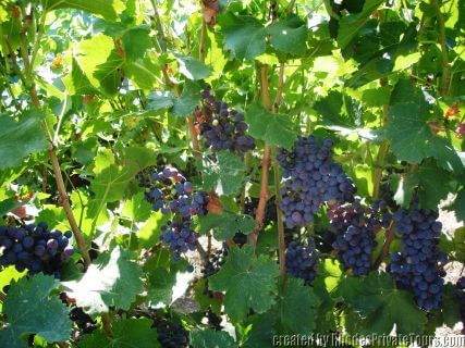 Rhodes wine tour Greece