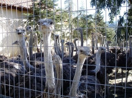Rhodes Children Tours 