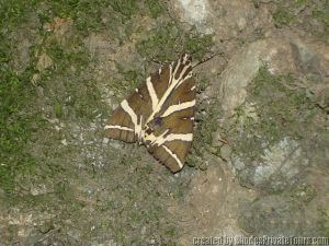 El valle de las mariposas