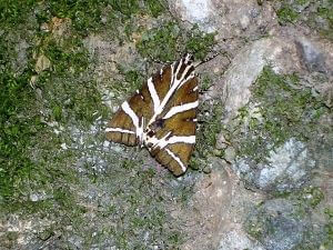 Rhodes Butterfly Valley Tour