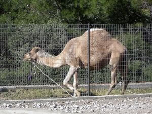 Rhodes tours from cruise ship, Ostrich Farm