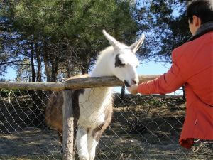 Rhodes Port Excursions, Ostrich Farm