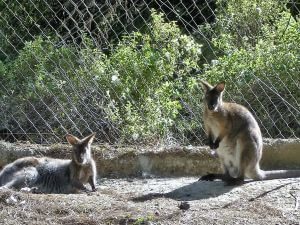 Taxi Tours of Rhodes, Ostrich Farm