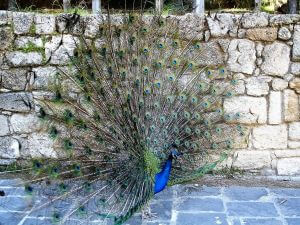Rhodes tours from cruise ship, Rodini Park