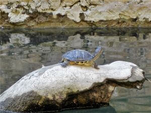 Rodini Park, Rhodes Port Excursions  