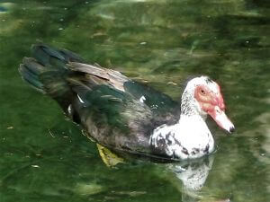 The Seven Springs, Rhodes Port Excursions  