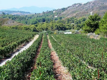 Private Landscape Tours in Rhodes