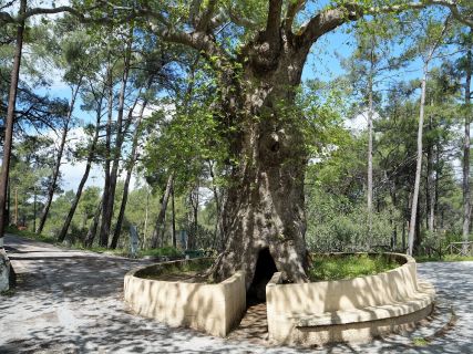 Landscape private tours in Rhodes Greece